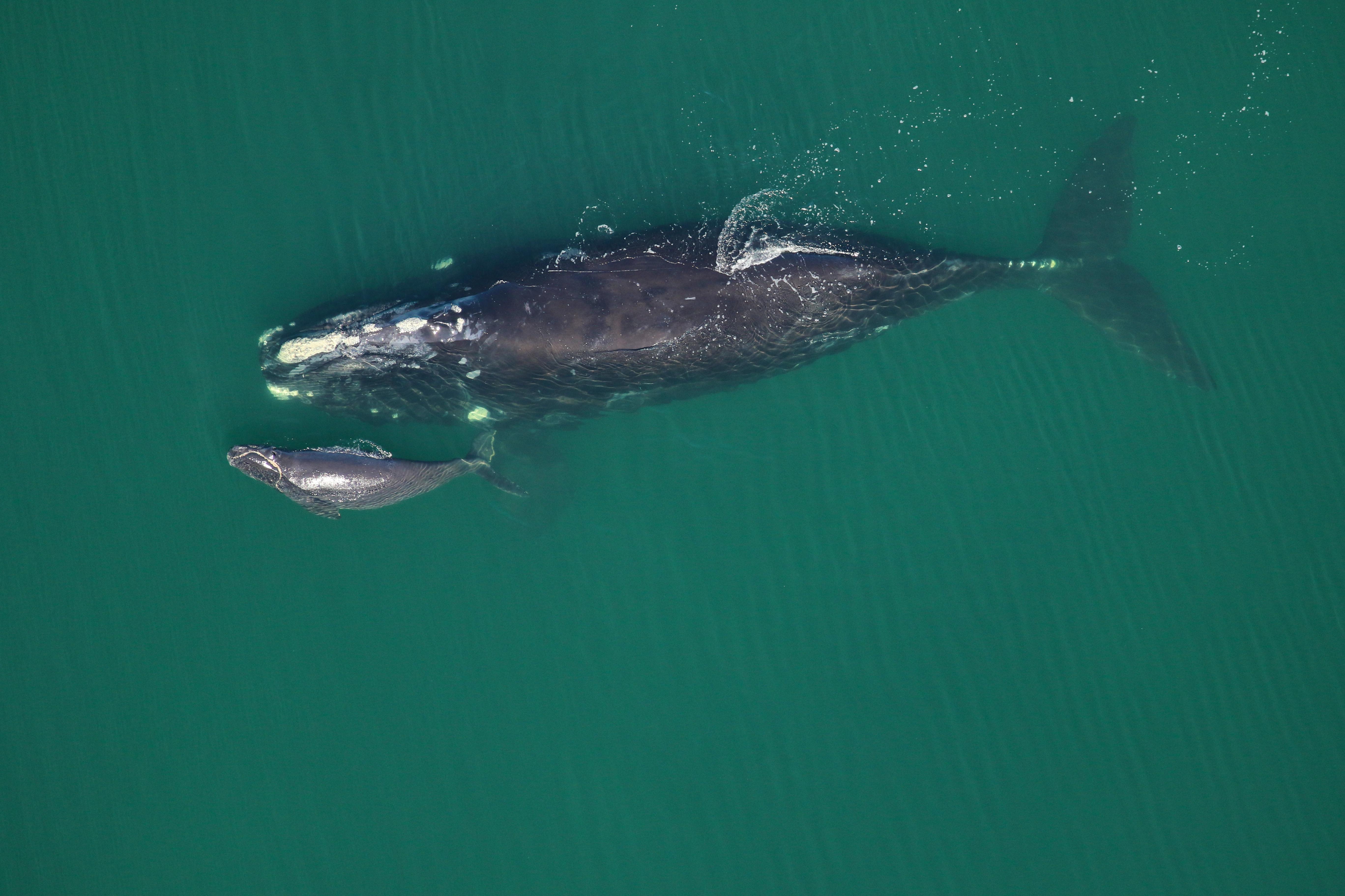 2016.02.01 - North Atlantic Right Whale with Calf - Florida Fish and Wildlife Conservation Commission, taken under NOAA research permit #15488